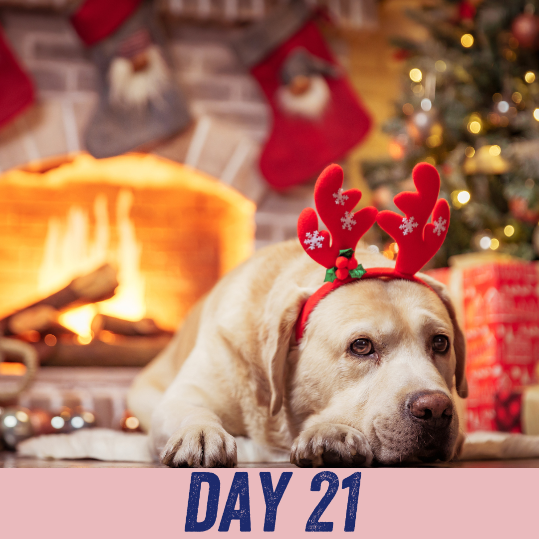 Advent calendar day 21